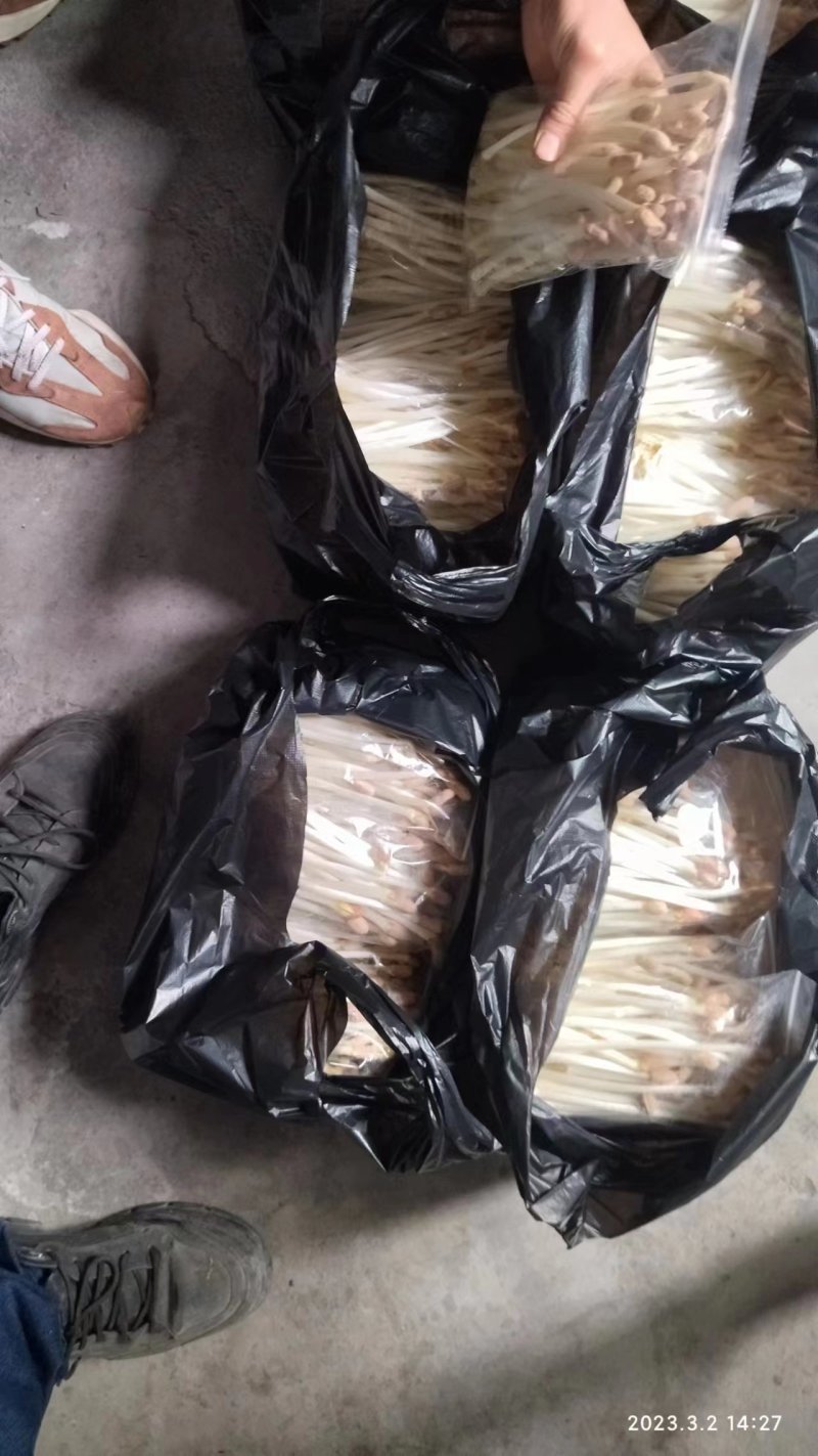 重庆巴南区有机水培花生芽产地直发质量保障欢迎订购