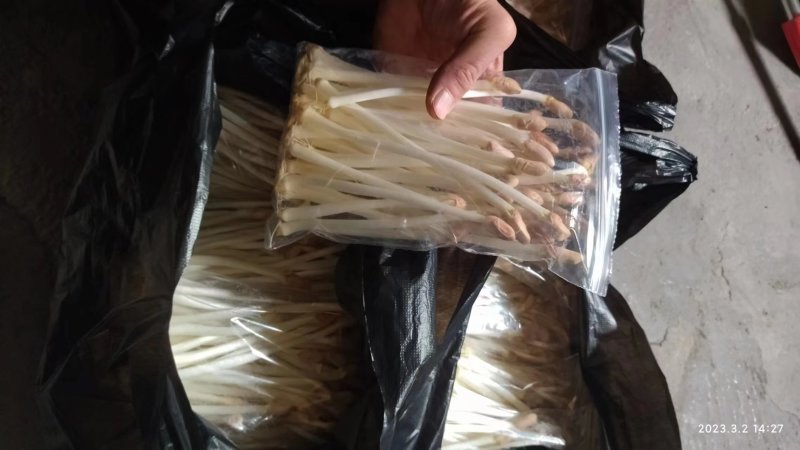 重庆巴南区有机水培花生芽产地直发质量保障欢迎订购