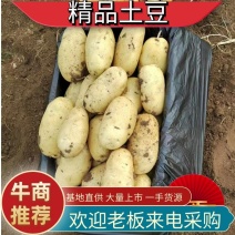 手动挑选货/特大土豆6两起步/荷兰十五/欢迎致电咨询！！