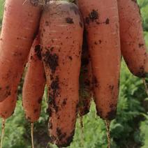 新鲜胡萝卜上市支持各种包装天热晚上干活保证质量