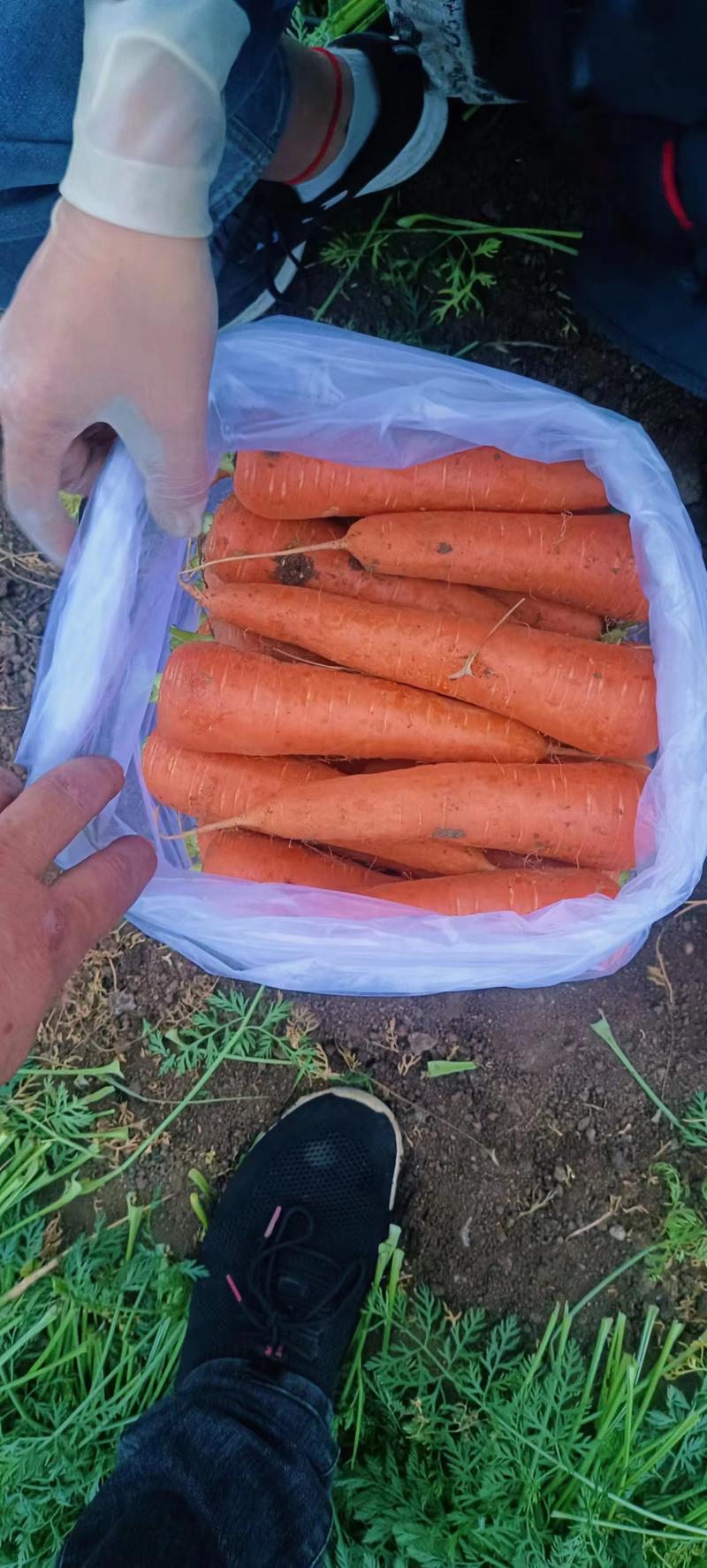 新鲜胡萝卜上市支持各种包装天热晚上干活保证质量