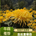 菊花苗.金丝皇菊苗，北京菊.婺源.大阪菊，包技术包回收