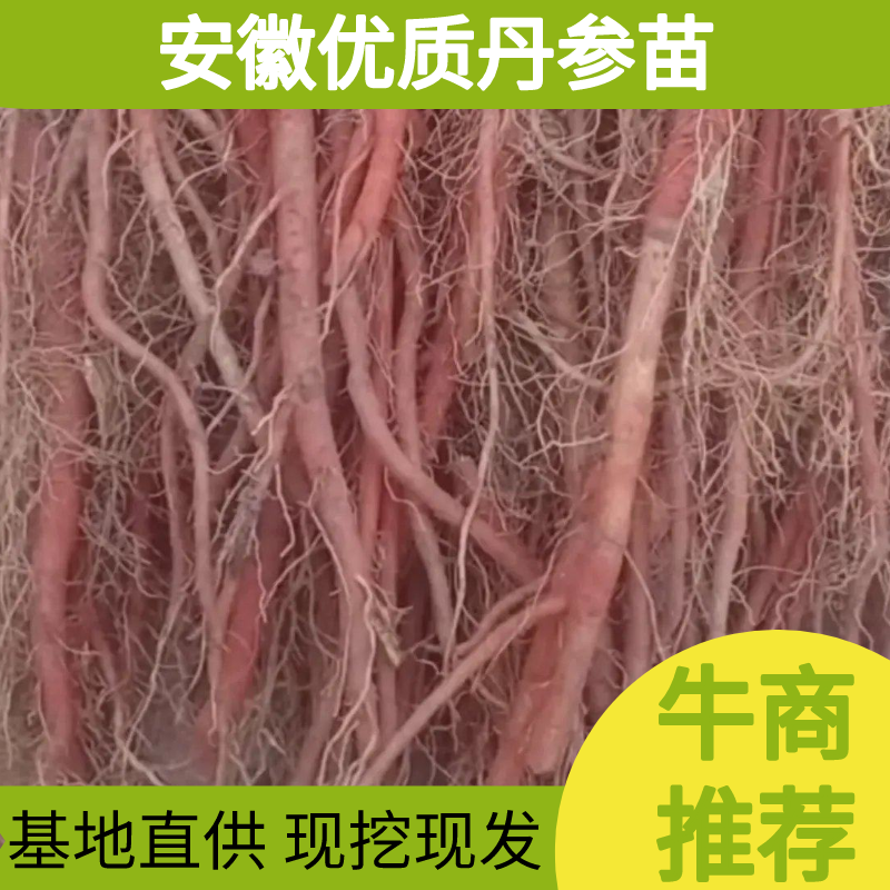 基地直供现挖现发优质丹参苗，量大从优需要的老板一亩田联系