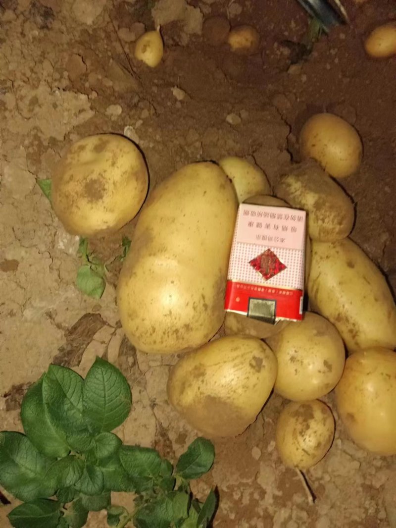 河南沃土五土豆，大量上市了，产地直发全年供货，欢迎致电