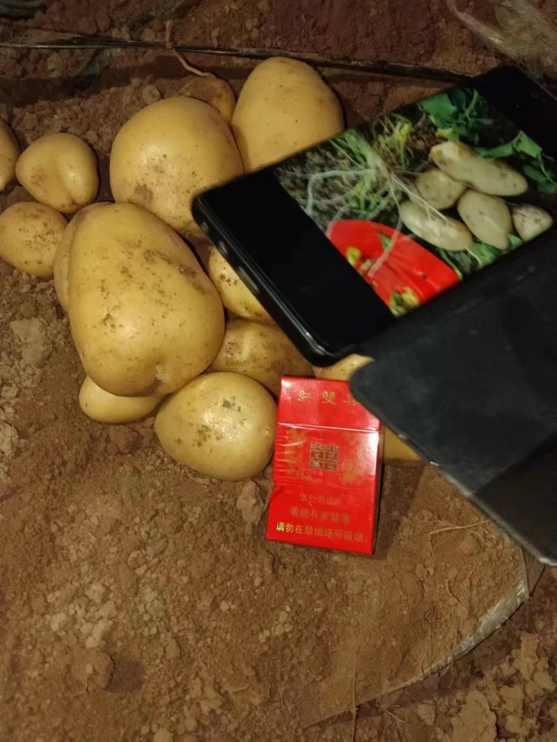 河南沃土五土豆，大量上市了，产地直发全年供货，欢迎致电