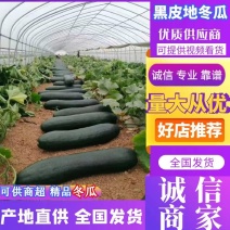 地冬瓜盐城精品黑皮冬瓜大吨位供货中量大从优供电商