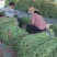 精品大棚豆角品质上床长直无虫眼产地现摘现发欢迎来电