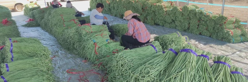 精品大棚豆角品质上床长直无虫眼产地现摘现发欢迎来电