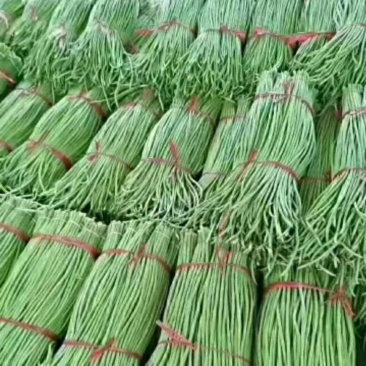 大棚豆角上市全国供货品质保证诚信经营协助装车发货