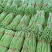 大棚豆角上市全国供货品质保证诚信经营协助装车发货