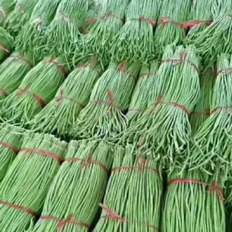 大棚豆角上市全国供货品质保证诚信经营协助装车发货