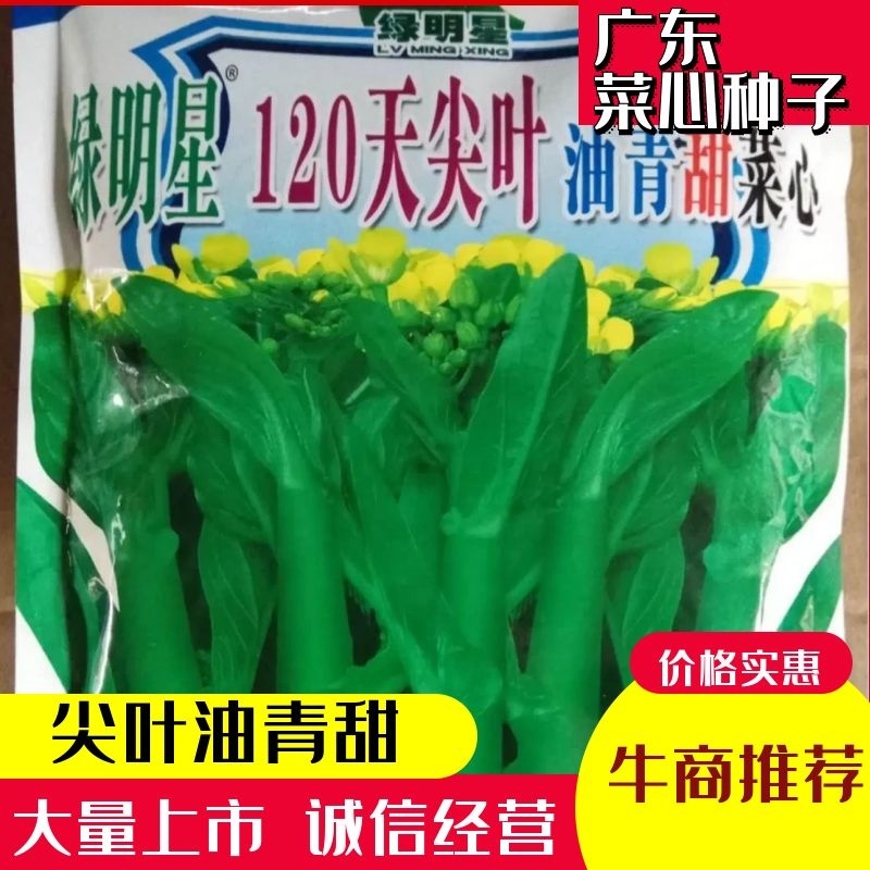 便宜！耐寒绿明星120天尖叶油青甜广东菜心种子宁夏菜心种子