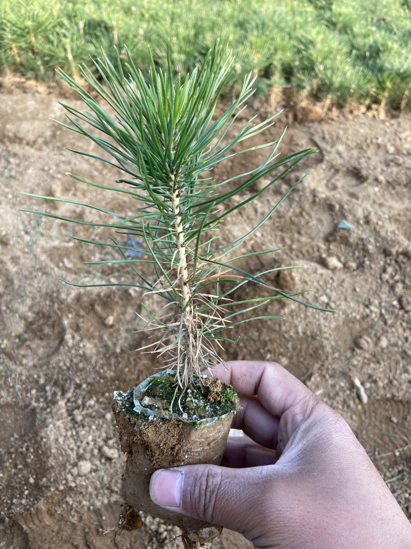 【优质】侧柏苗，好种植好养活，品质保证可以看货欢迎来电选购！