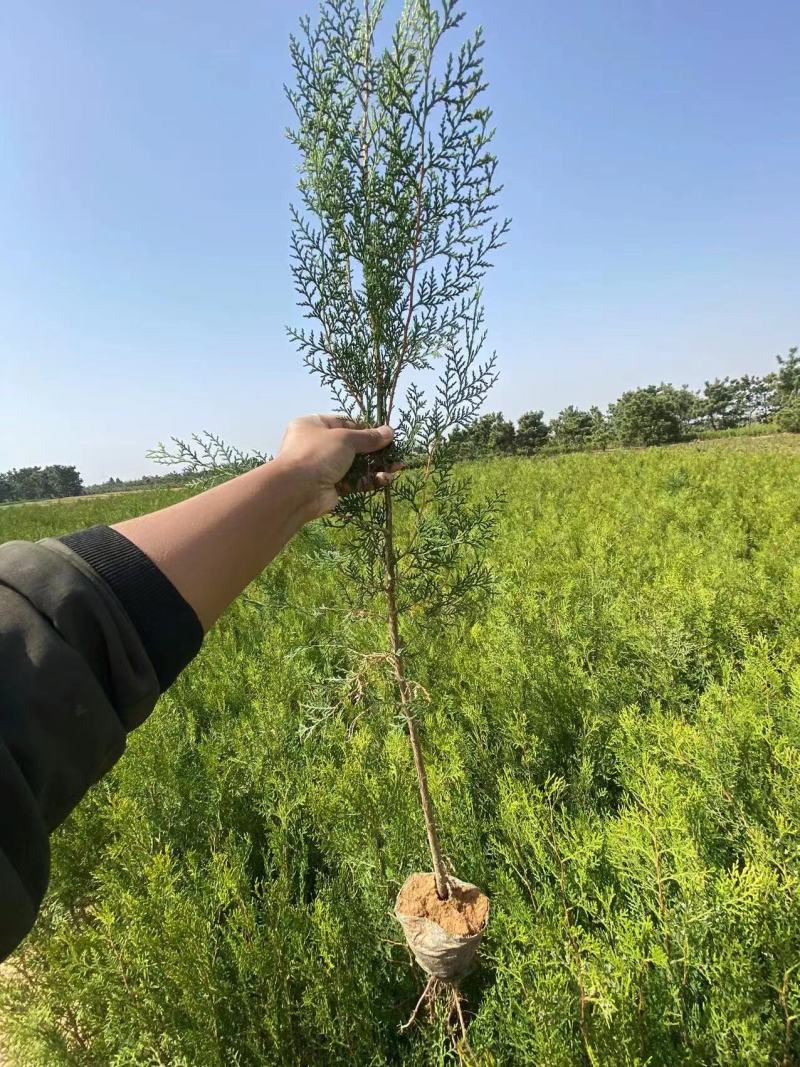 【产地直发】侧柏，货量充足，质量保证，可视频看货欢迎来电选购