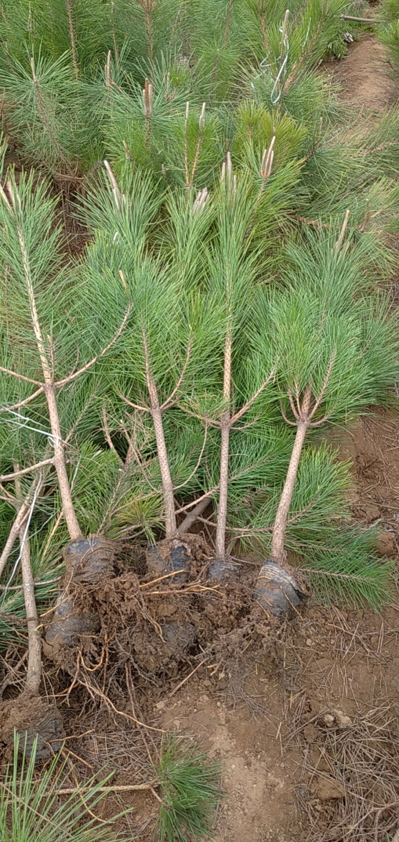 【货量充足】黑松树营养杯，好养活，质量好，产地直发欢迎来电