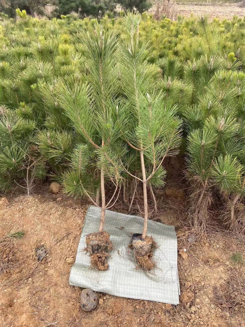 【货量充足】黑松树营养杯，好养活，质量好，产地直发欢迎来电