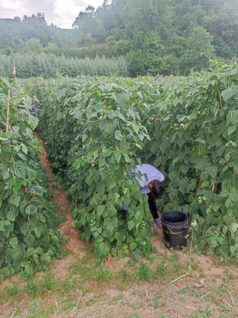 【实力推荐】甘肃陇南成县四季豆豆角大量供应一手货源欢迎联系