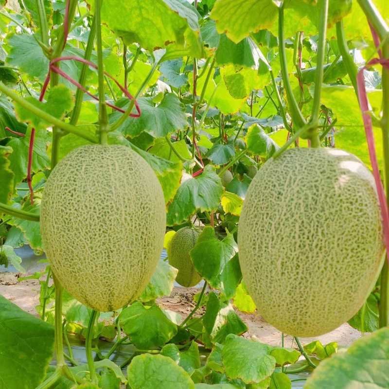 山东晓蜜25哈密瓜/网纹哈密瓜大量有货基地直供可视频看