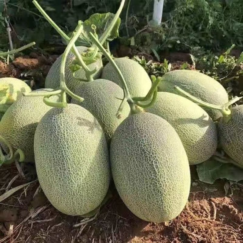 山东晓蜜25哈密瓜/网纹哈密瓜大量有货基地直供可视频看