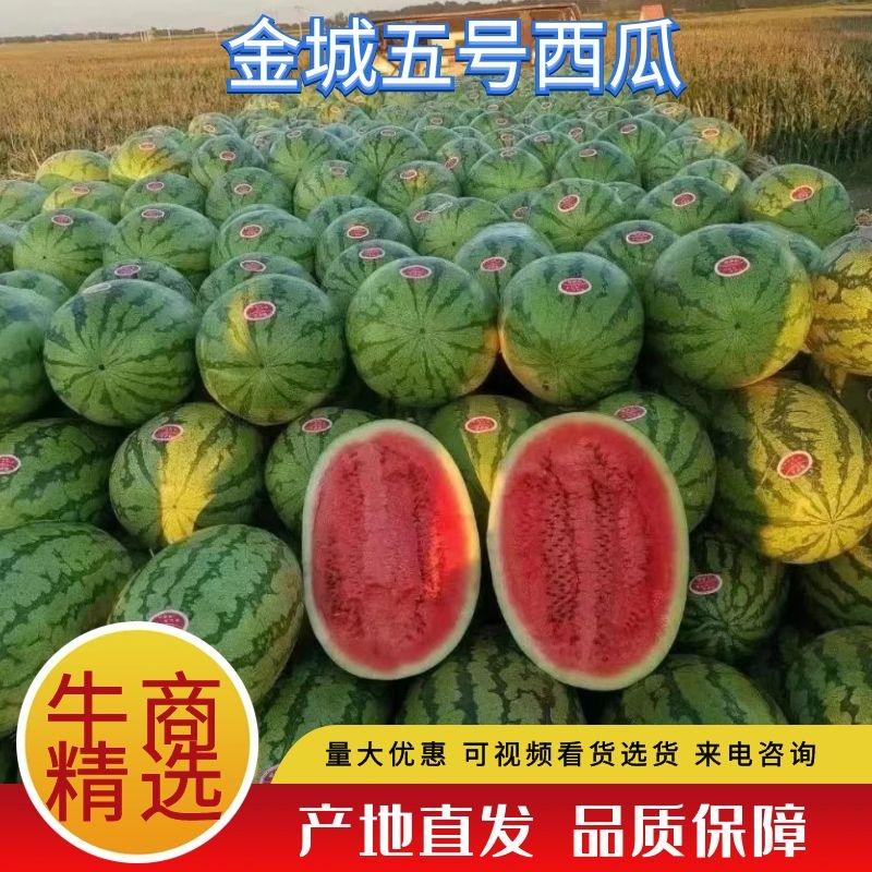 [推荐]新疆西瓜金城5号西瓜甜度高口感好产地直发代发全国