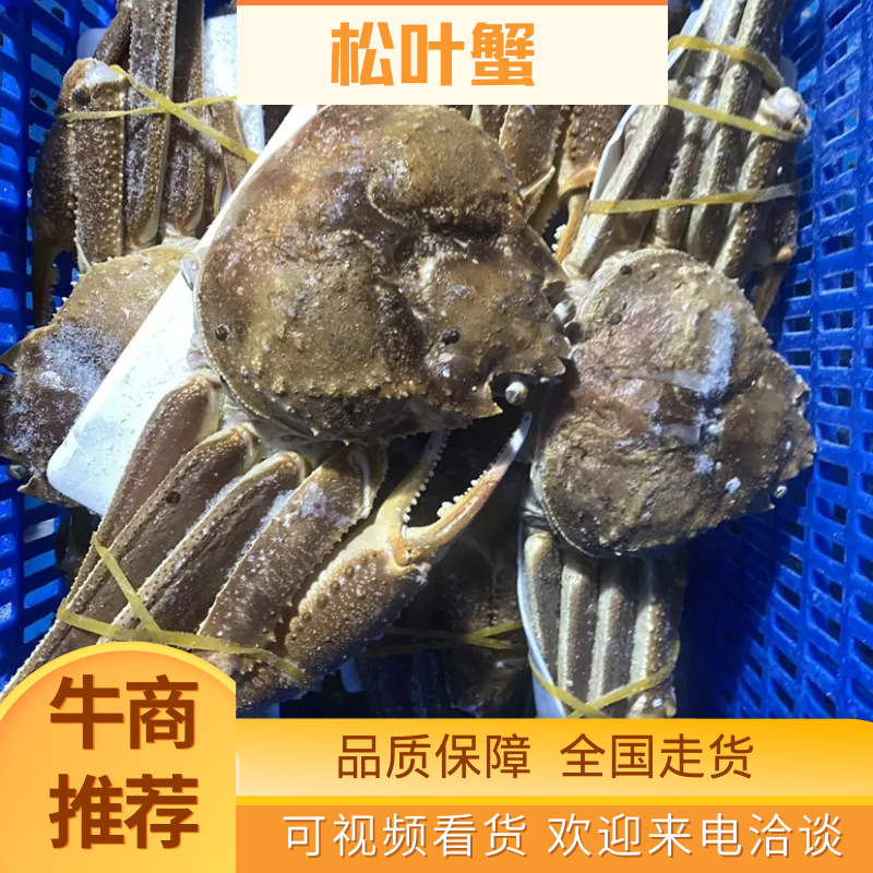 松叶蟹品质保证，1.5/23斤一只全国各地可发货价格