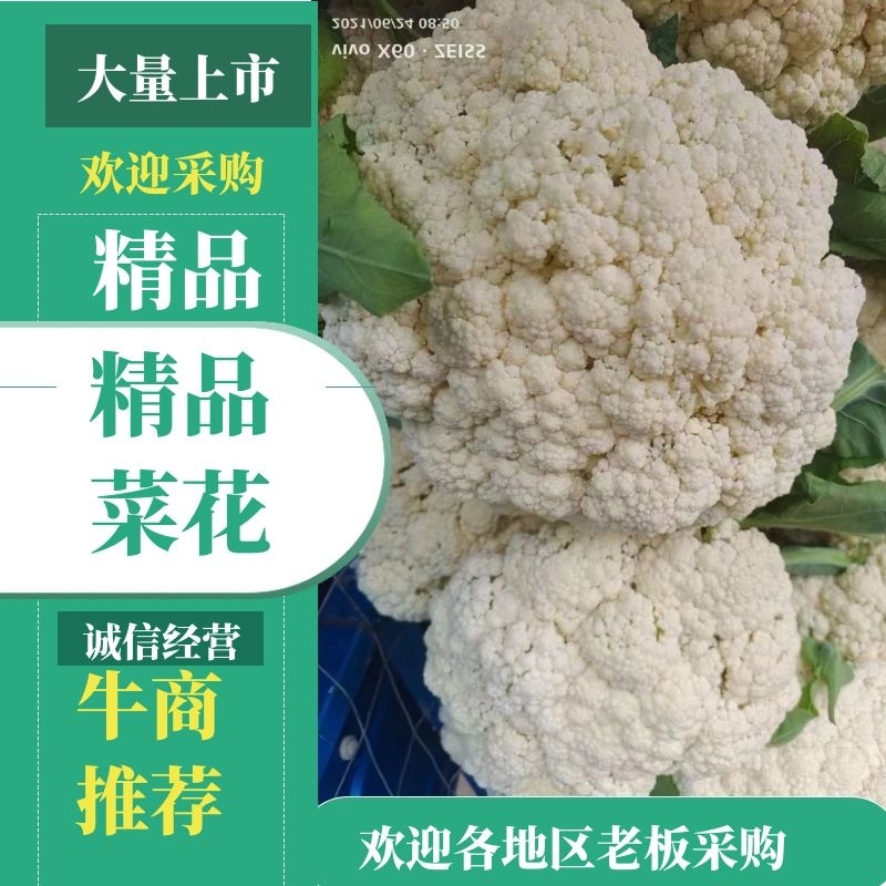 甘肃精品花菜原产地量大精品询价来电详谈有优惠