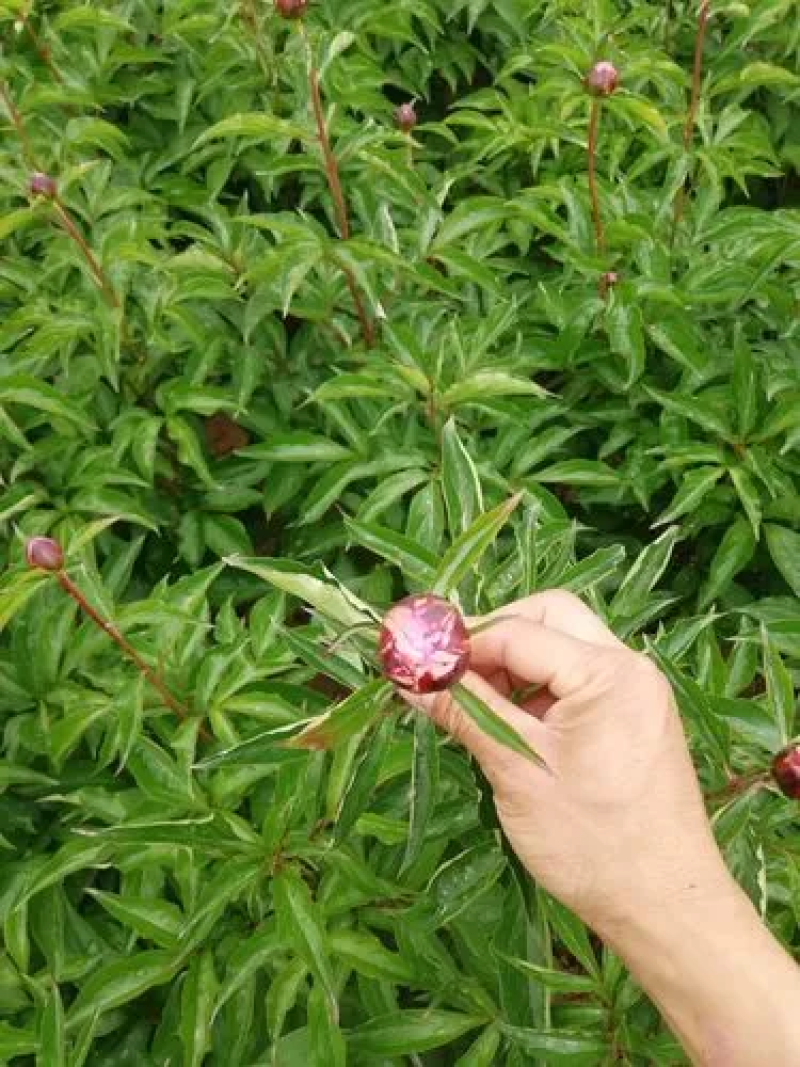 牡丹嫁接粘木，芍药苗，