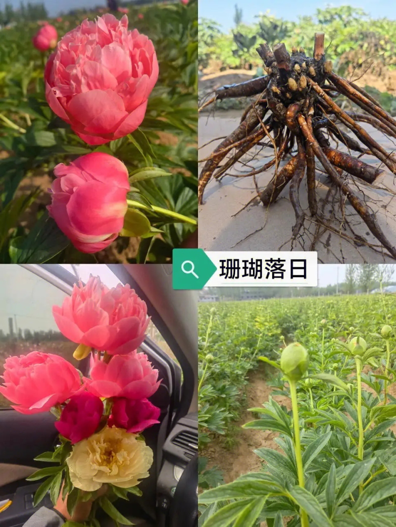 牡丹嫁接粘木，芍药苗，