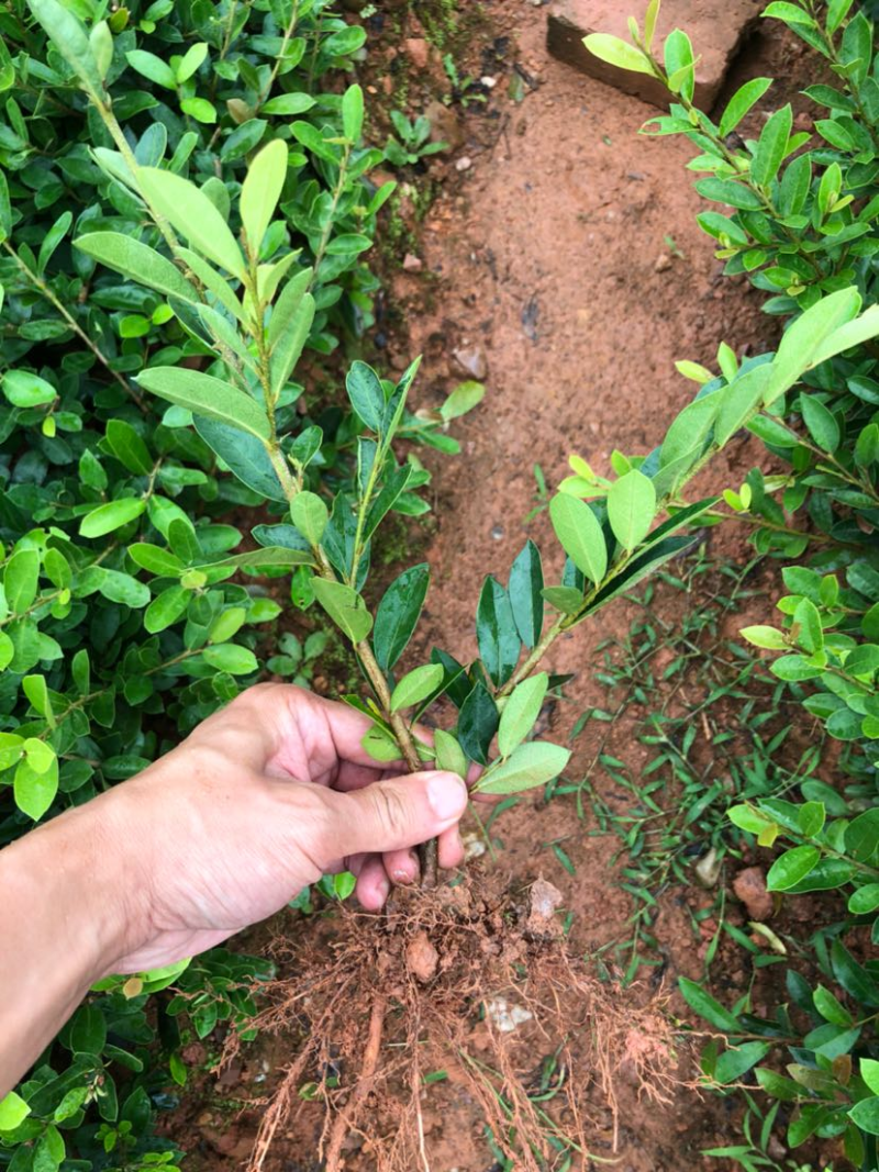 【耐寒耐热】湖北宜昌中华蚊母树苗园林庭院苗绿化工程苗批发
