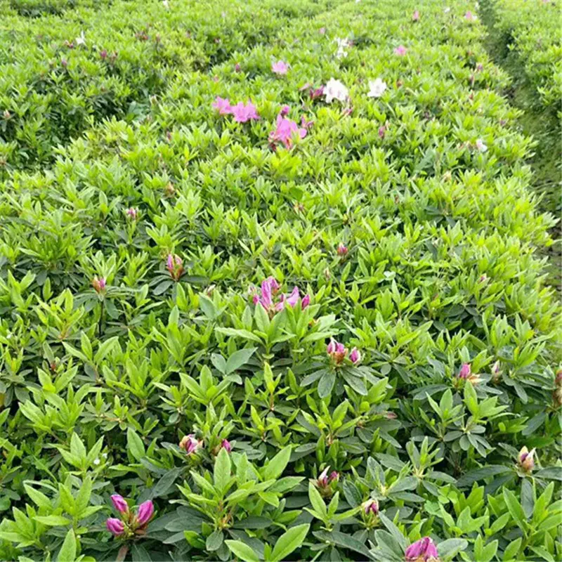 【四季常青】湖北毛鹃苗工程苗绿化苗圃直供欢迎咨询