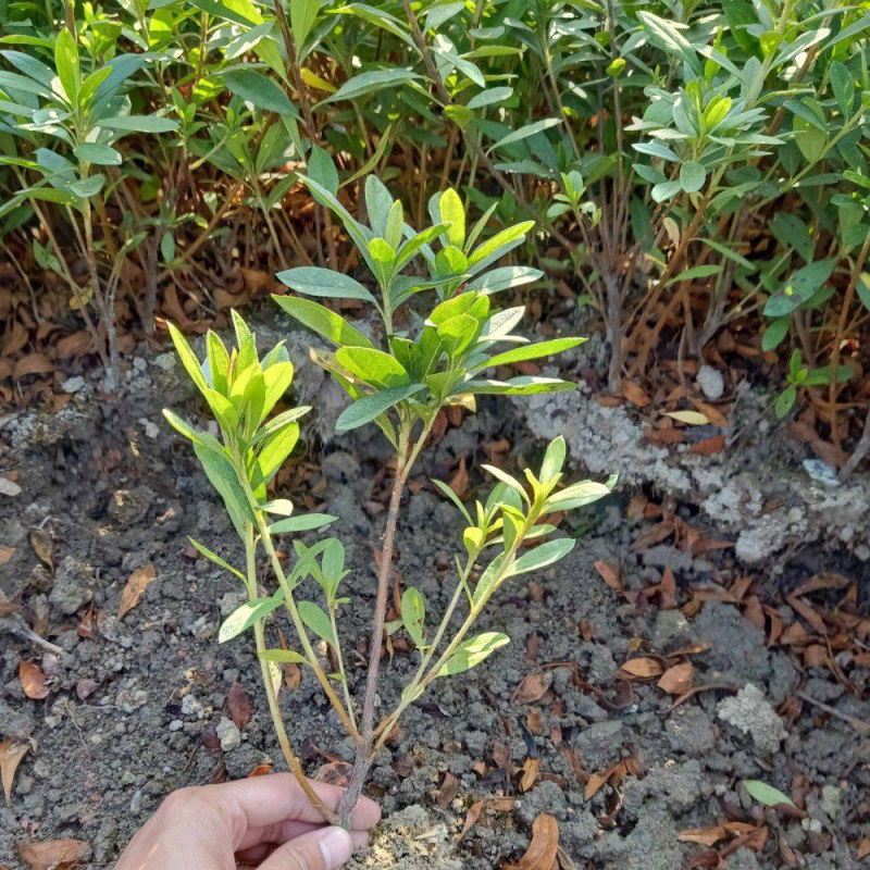 【四季常青】湖北毛鹃苗工程苗绿化苗圃直供欢迎咨询