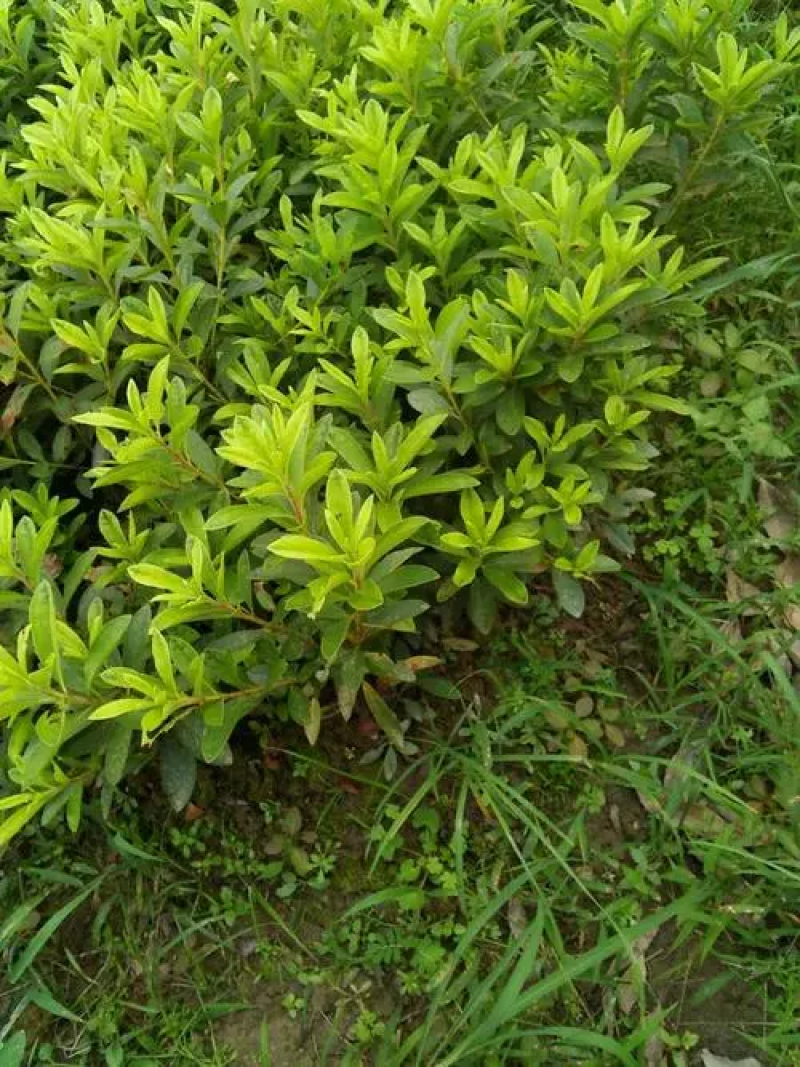 【四季常青】湖北毛鹃苗工程苗绿化苗圃直供欢迎咨询