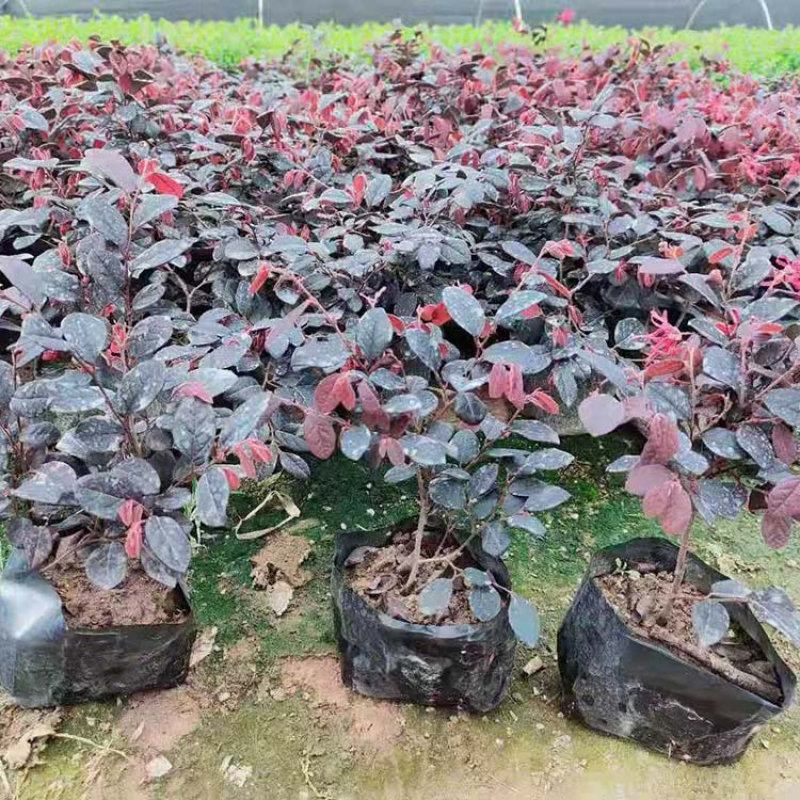 【一手货源】湖北枝江红继木苗苗圃直发货源充足价格实惠