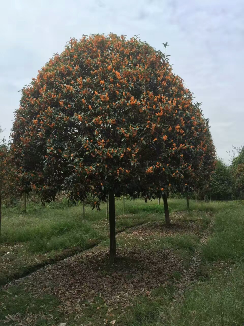 【苗圃直供】湖北宜昌桂花树规格齐全现挖现发欢迎联系