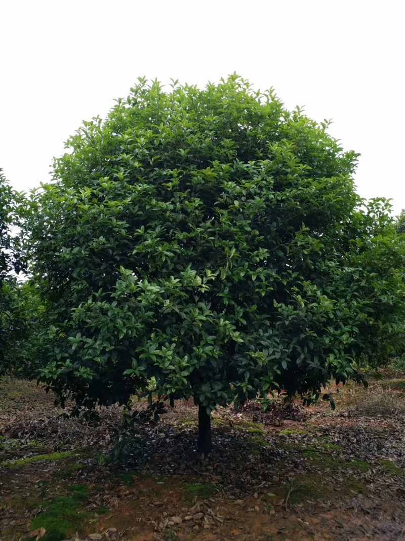 【苗圃直供】湖北宜昌桂花树规格齐全现挖现发欢迎联系