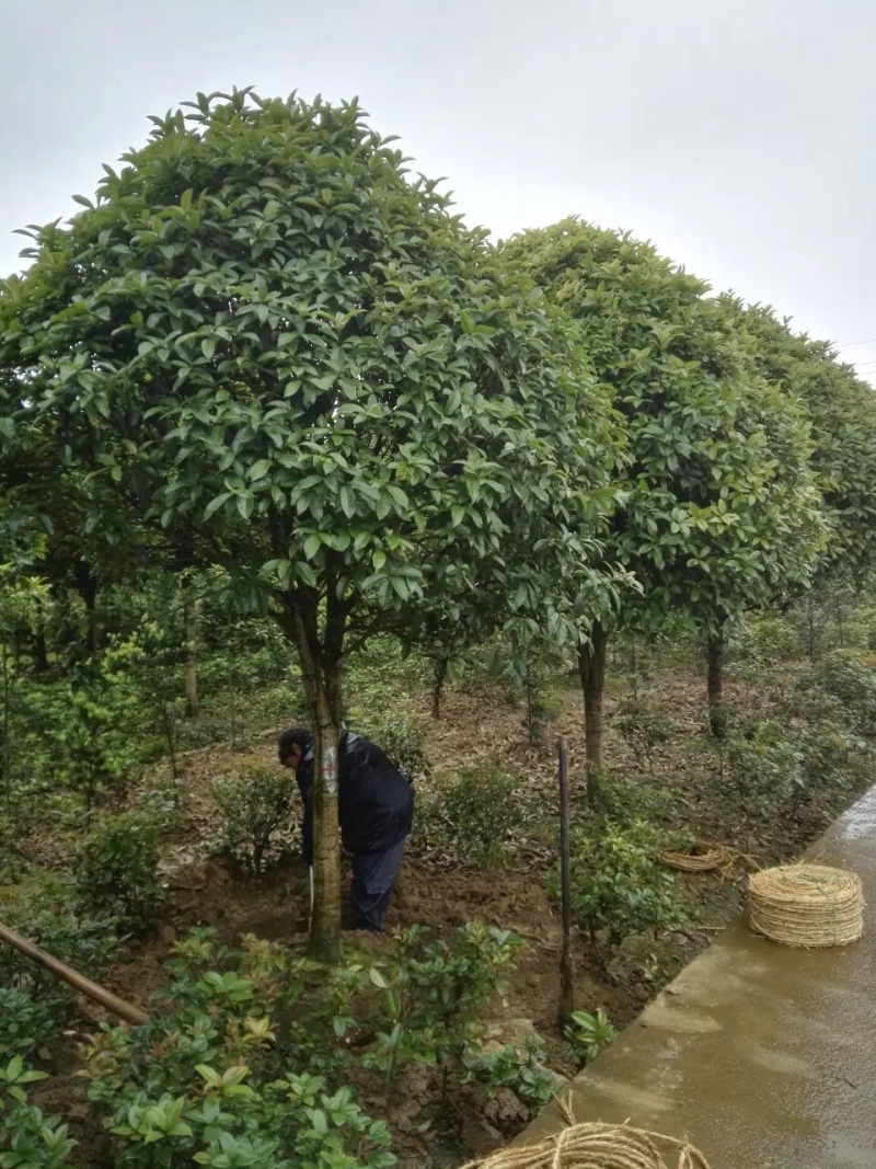 【苗圃直供】湖北宜昌桂花树规格齐全现挖现发欢迎联系