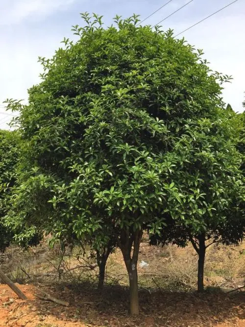 【苗圃直供】湖北宜昌桂花树规格齐全现挖现发欢迎联系