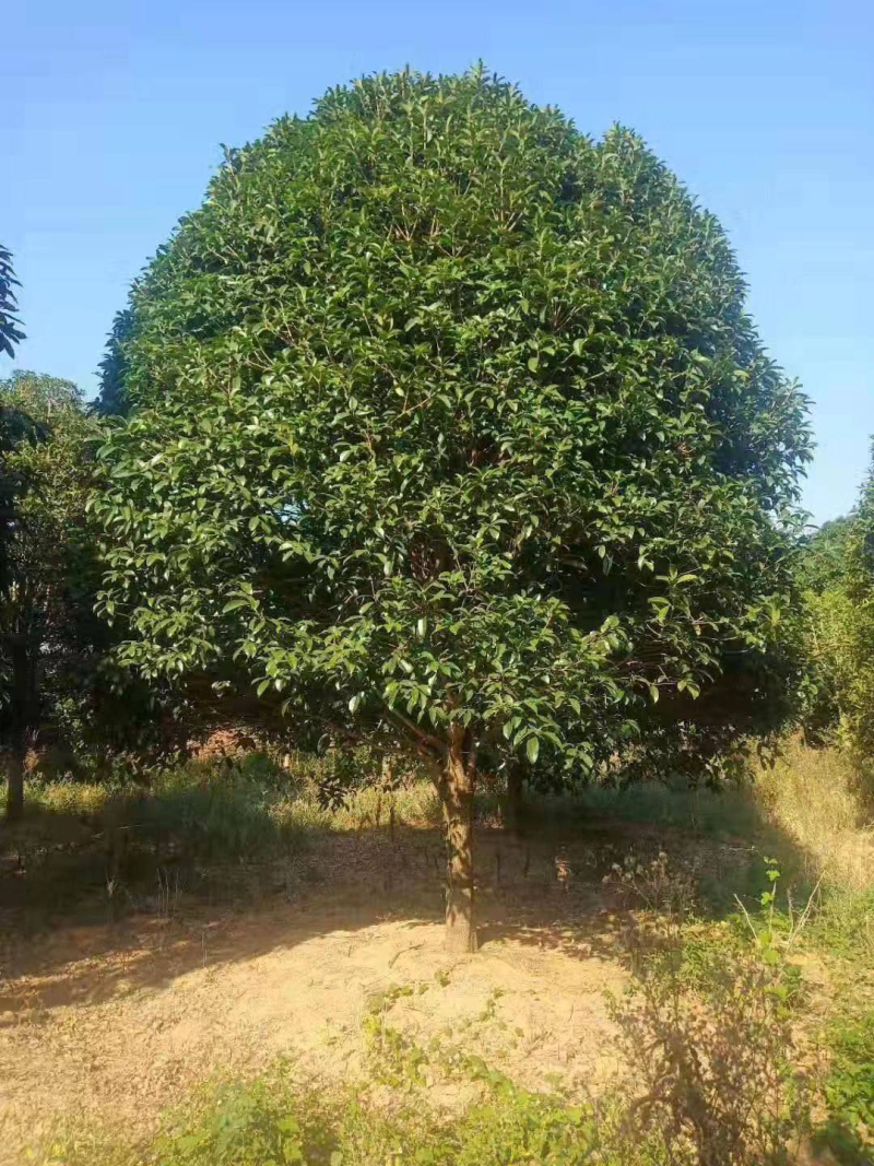 【苗圃直供】湖北宜昌桂花树规格齐全现挖现发欢迎联系