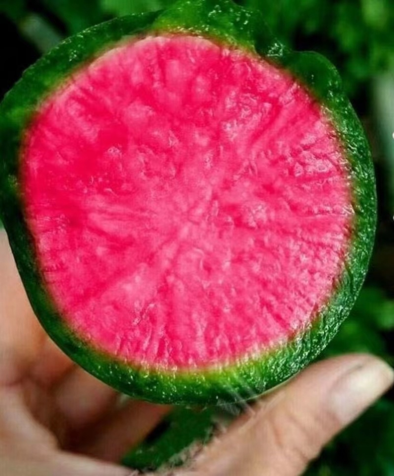 比梨甜（穿心红）萝卜种子皮脆绿色肉中心呈红色