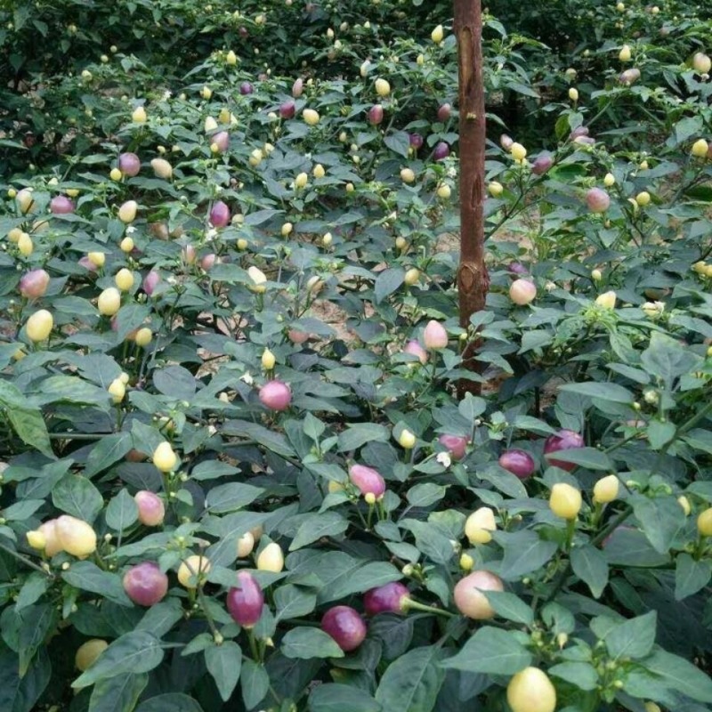 七彩泡椒种子颜色亮丽盆栽观赏赏心悦目