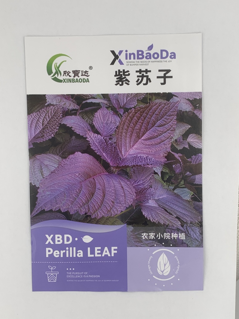 紫苏子种子单面紫色正面绿色枝叶有特殊的芳香