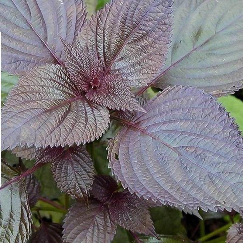 紫苏子种子单面紫色正面绿色枝叶有特殊的芳香