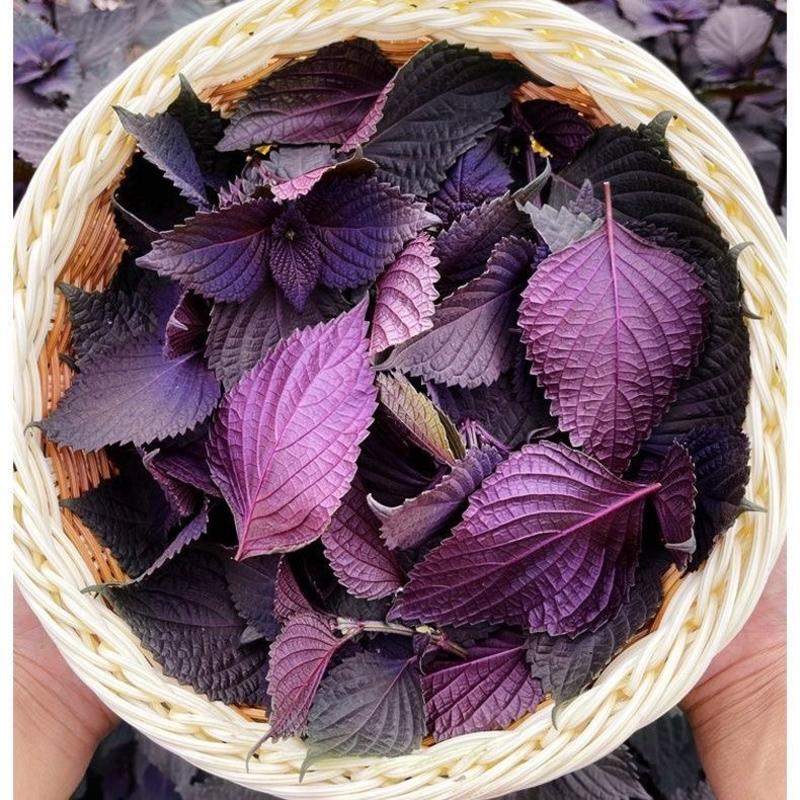 紫苏子种子单面紫色正面绿色枝叶有特殊的芳香