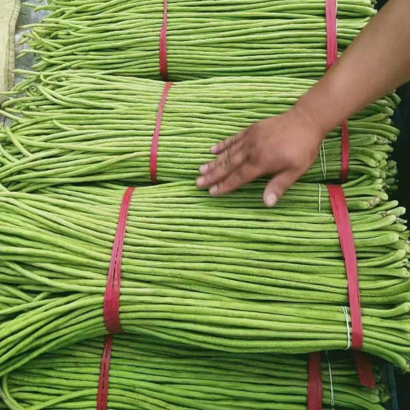 河南开封新鲜豆角一手货源品质好代发全国各地