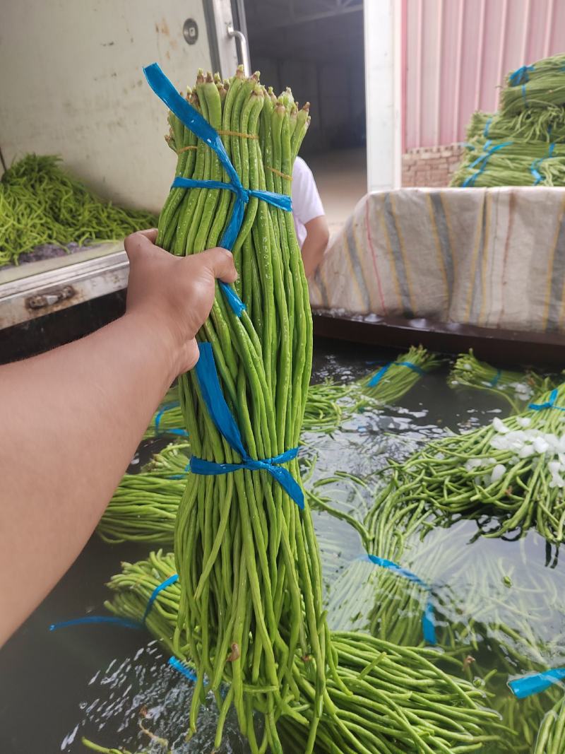 河南开封新鲜豆角一手货源品质好代发全国各地