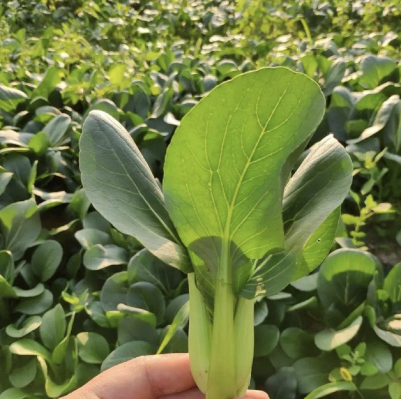 【精品】上海青油菜万亩基地大量供货欢迎咨询