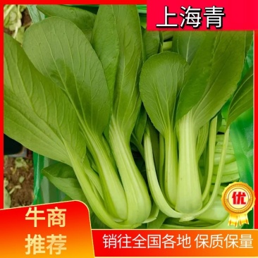 【精品】上海青油菜万亩基地大量供货欢迎咨询