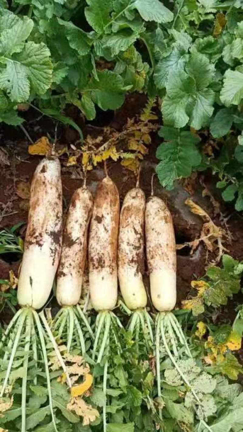【精品】威宁薄皮萝卜香脆可口产地直发货量充足欢迎选购