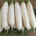 【精品】威宁薄皮萝卜香脆可口产地直发货量充足欢迎选购