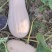 蜜本南瓜/大荔南瓜/老南瓜市场商超电商价格便宜来电